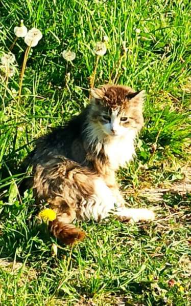 Один очень одинокий кот ищет хозяина в Санкт-Петербурге фото 9