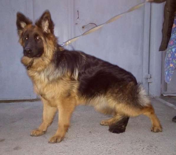 Щенок немецкой овчарки из питомника Вансед в Краснодаре