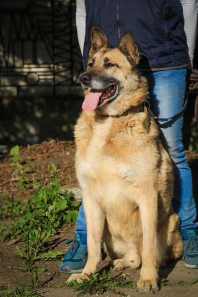 Собака в хорошие руки