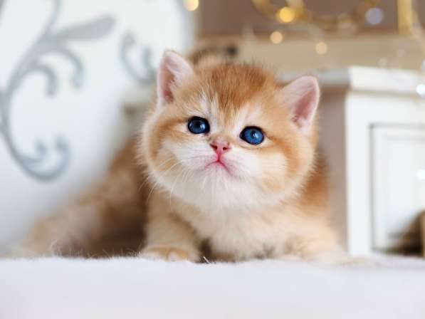 Британский котенок в Москве фото 7