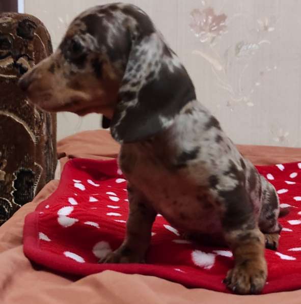 Такса карликовая. Шоколадный мрамор в фото 4