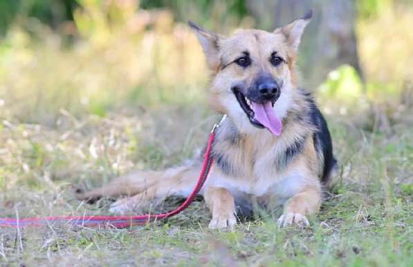 Красавица Джуля ищет дом! в Москве фото 8