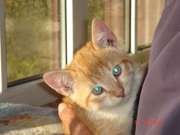 Отдам котят в хорошие руки в фото 5