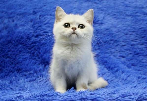 Котята британской короткошерстной породы драгоценных окрасов в Новосибирске фото 10