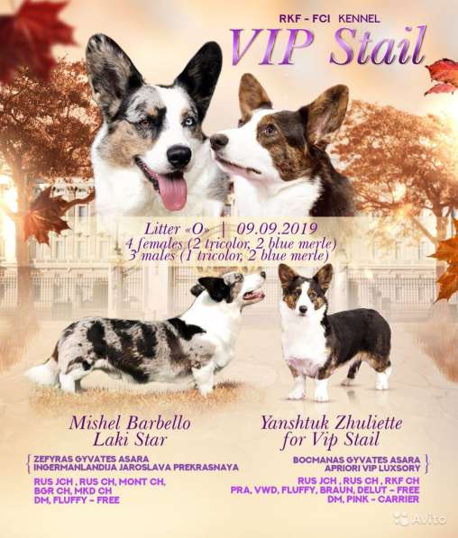 Щенки вельш корги кардигана в Москве фото 3