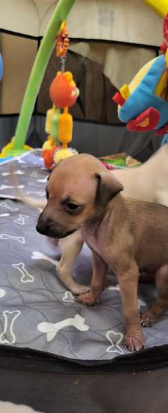 Левретка. Щенок. От супер-титулованной папы. Уникальных окра в Саратове фото 7