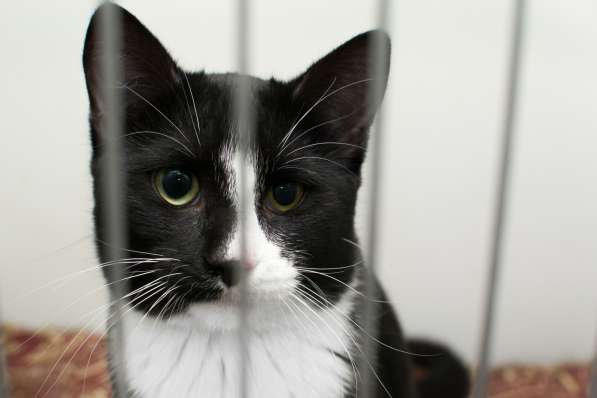 Домашний кот Аристотель в Москве