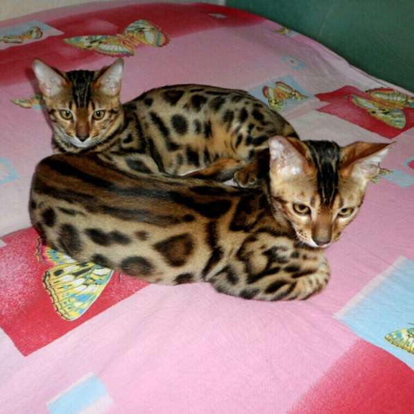 Очень красивые бенгальские котята в фото 13