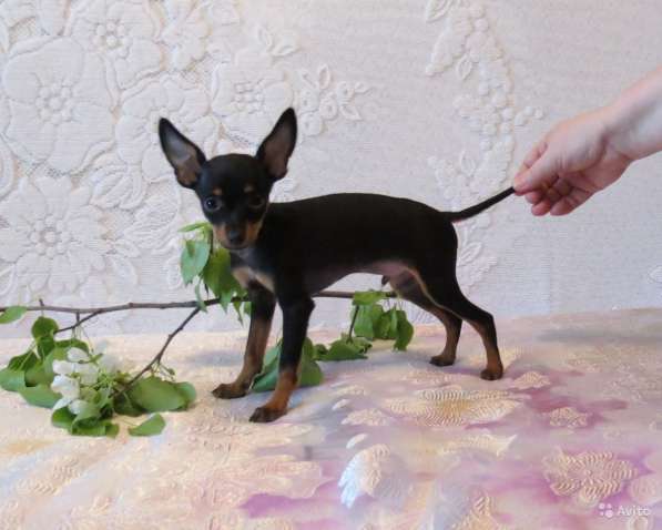 Щенки Русского Той терьера в Красноярске фото 20