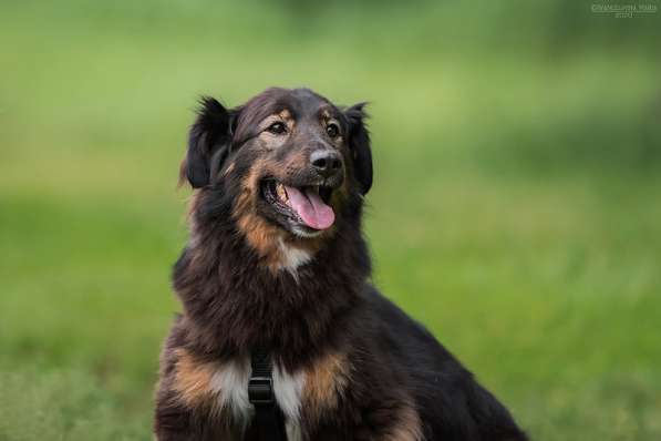 Собака-терапевт Пайпер ищет семью в Москве фото 27