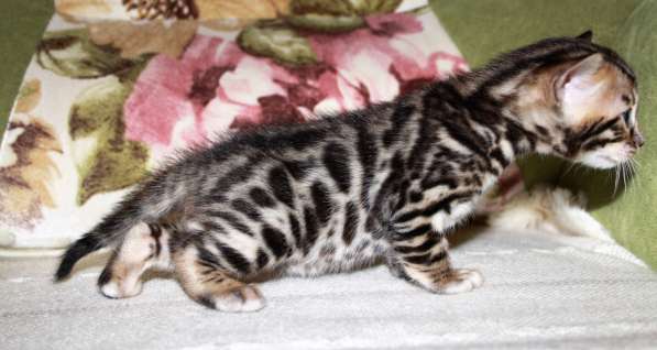 Бенгальский мальчик №3 в Санкт-Петербурге фото 4