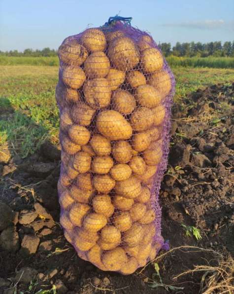 Картофель лук морковь с бесплатной доставкой в Воронеже фото 5