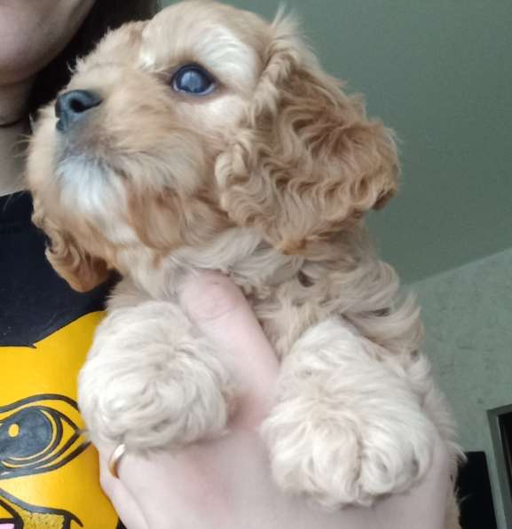 Cavapoo(щенок КАВАПУ) в Владимире фото 7
