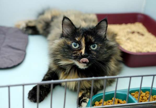 Очаровательная Бэллатриса в поисках лучшей судьбы в Москве