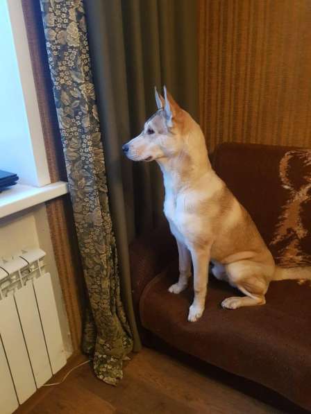 Лёня - метис хаски 9-ти месяцев в Москве фото 10