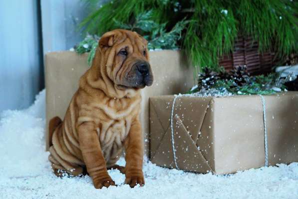 Щенки шар пея в Краснодаре фото 15