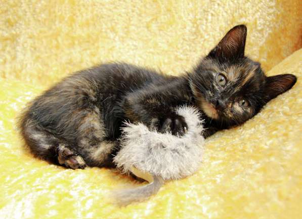 Три сестрички-невелички! Очаровательные котята в добрые руки в Москве фото 9