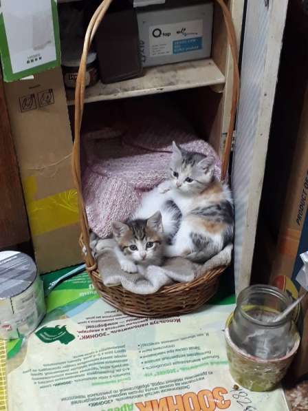 Чудный трёхцветный счастливый котёнок-девочка в добрые руки! в Саках фото 10