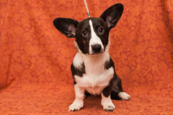 Щенки Вельш-Корги Кардиган в Воронеже фото 7