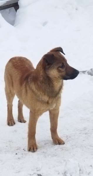 Ищут хозяев собако-щенки 10 месяцев в Москве фото 6