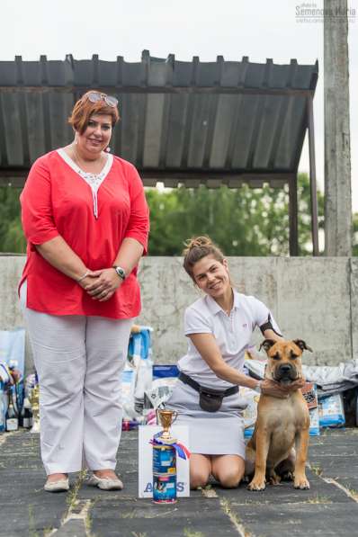 Щенок Ка Де Бо (майорский мастиф) в Москве фото 3