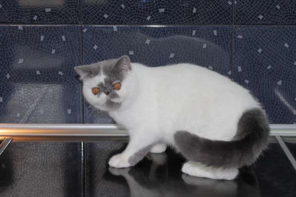 ТОПАЗ в Москве фото 6