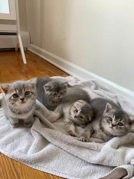 Scottish Fold and Straight girls for sale - born on 05/04/20