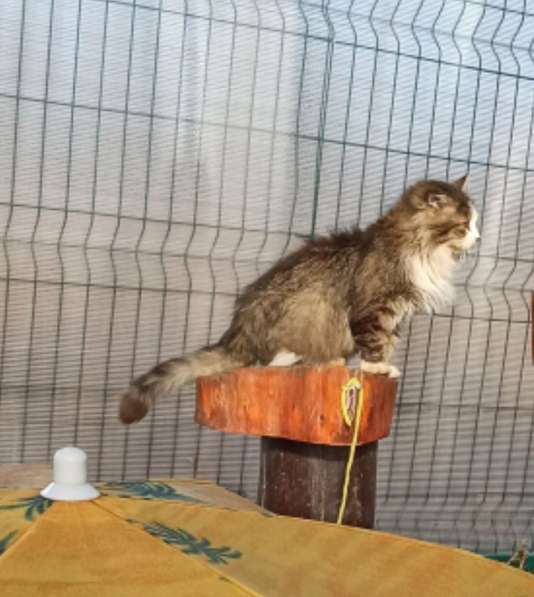 Один очень одинокий кот ищет хозяина в Санкт-Петербурге фото 12