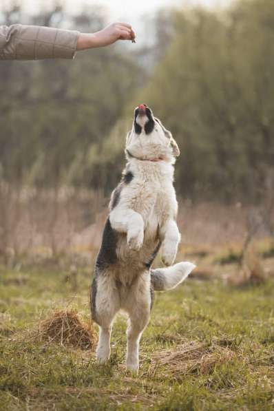 Щенок Ося ищет доброго хозяина! в Москве фото 9