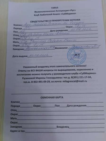 Продам породистых котят в Иркутске