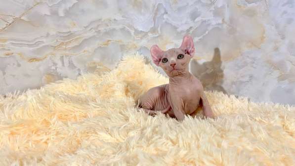 Dwelf female в фото 4