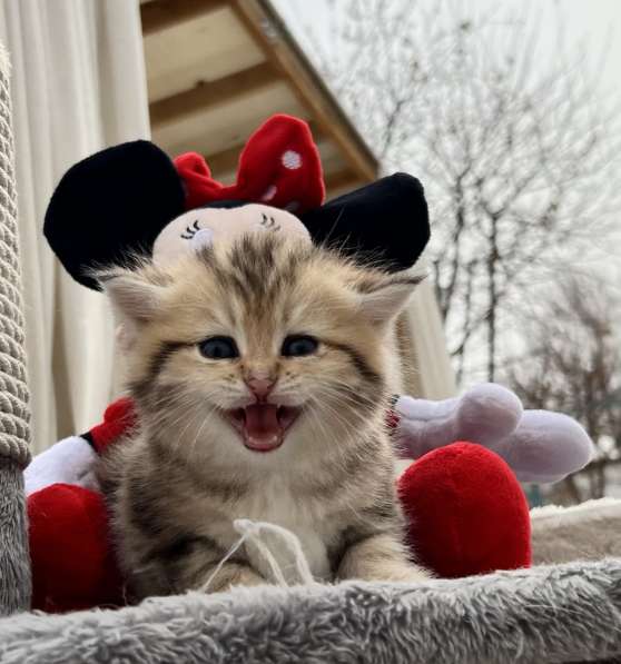 Продаётся котёнок британец! в фото 25