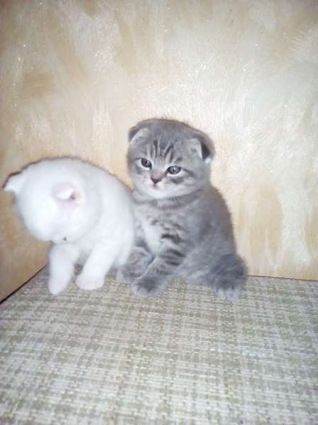 Шотландский Котёнок в Воронеже фото 9