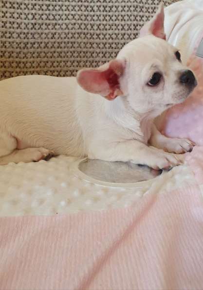 Chihuahua. Boy
