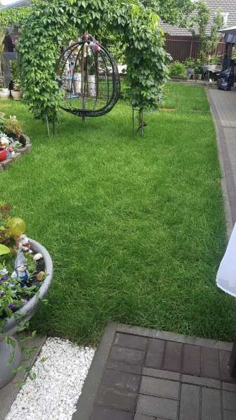 Рулонный газон под ключ (продажа/доставка) в Химках фото 6