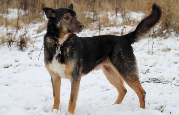 Одноглазый пес Пират! Последний шанс в Москве фото 5