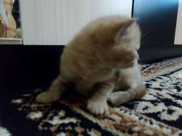 Котята скоттиш-фолды и -страйт в Саратове фото 10