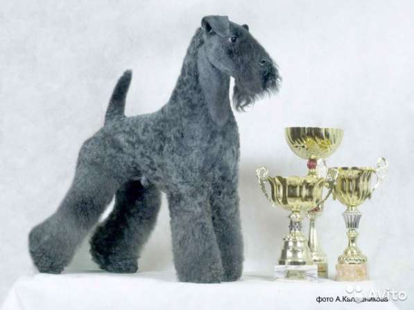 Щенки керри в Калуге фото 6