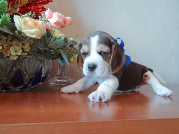 Продаются щенки бигля в Волгограде фото 13