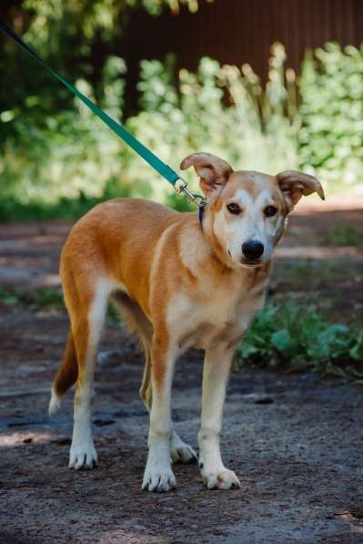 Редкая умница-собака в Санкт-Петербурге фото 22