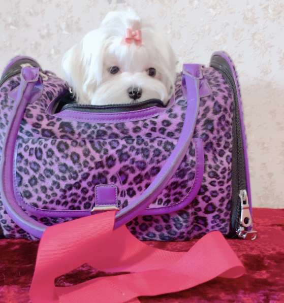 Мальтезе. Шикарные щенки. Мальчик в Екатеринбурге фото 6