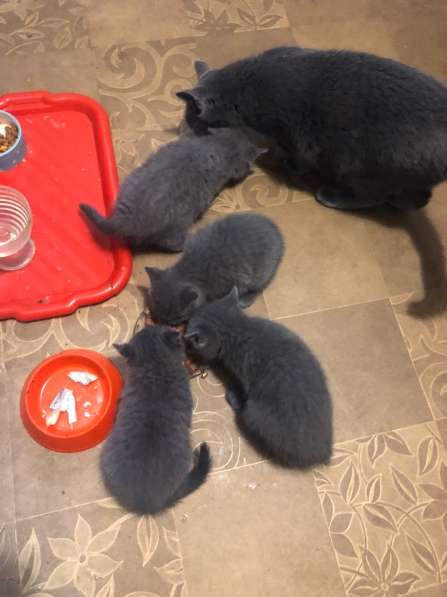 Британские котята в Москве фото 3