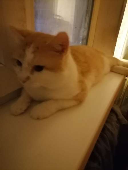 Красивый, мягонький и ручной котик в Санкт-Петербурге фото 3