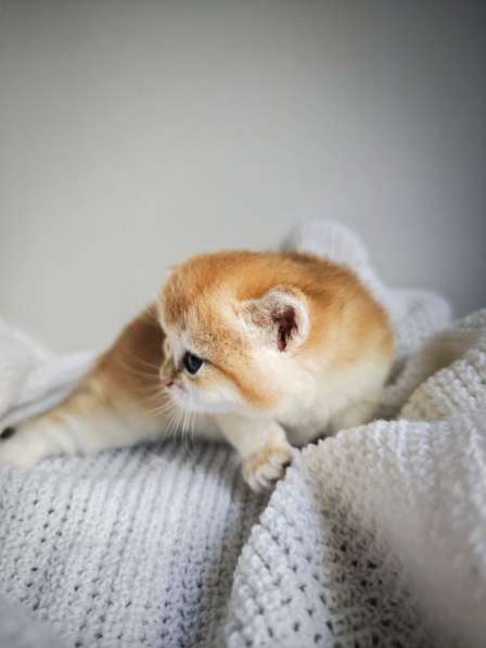 Британские котята в окрасе золотая шиншилла в 