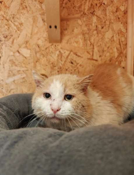 Отдам рыжего котика бесплатно