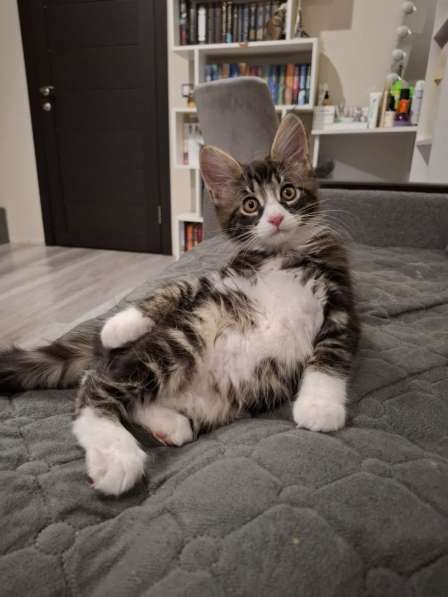 Котенок Мейн-Куна в Кемерове фото 3