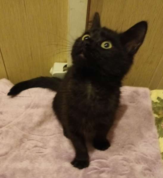 Черный котенок девочка в дар в Москве фото 4