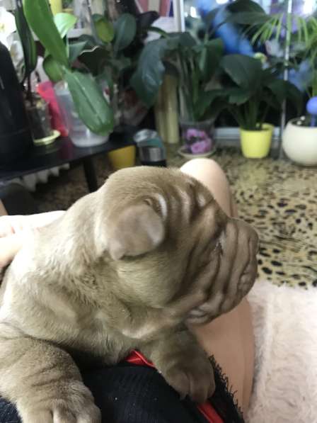 Продам щенков шарпая в Тюмени фото 3