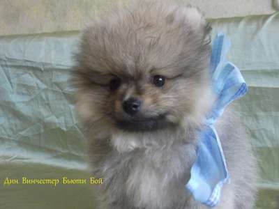 Продается щенок померанского шпица в Калининграде