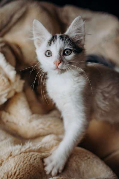 Котята Симба и Пуфик ищут дом! в Москве фото 8
